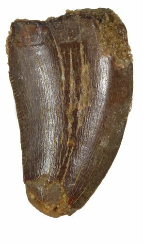 Bargain, Juvenile Carcharodontosaurus Tooth #55785